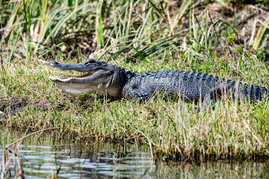 Alligator Floride Everglades