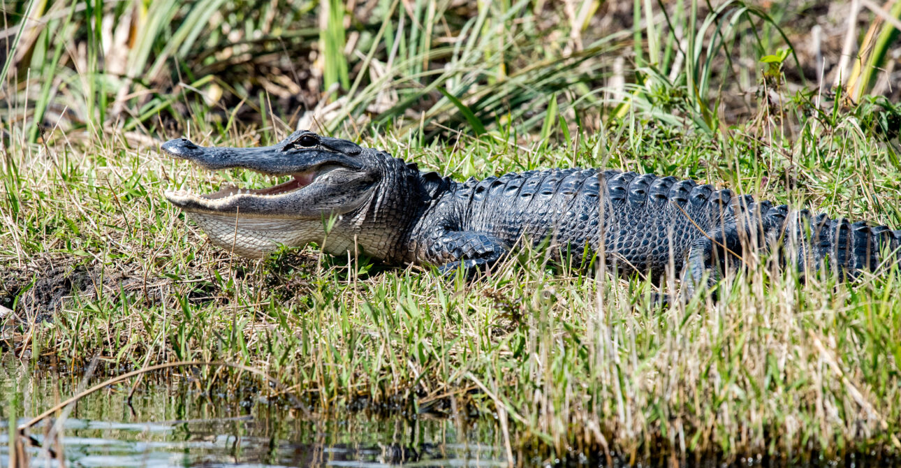 La Floride en Famille