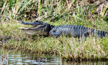 Alligator couché sur une berge herbeuse de la Floride en famille, bouche ouverte près de l'eau.