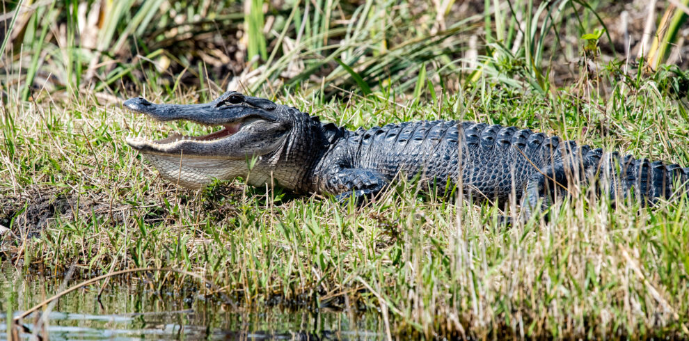 Alligator Floride Everglades