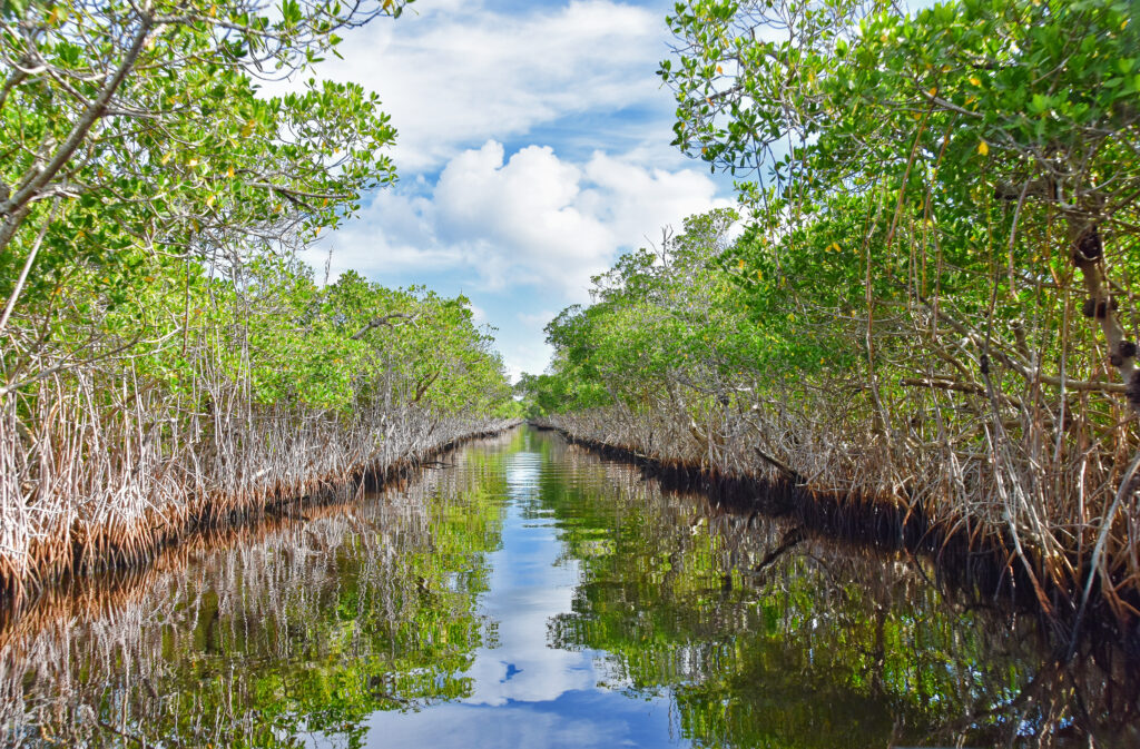 Floride Everglades