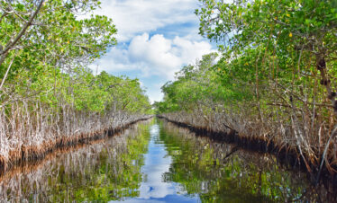 Voie d'eau étroite bordée de mangroves, idéale pour découvrir la Floride en famille.