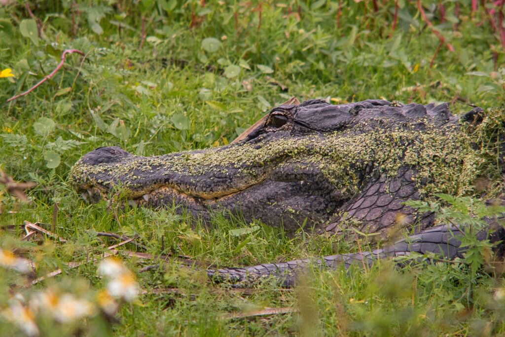 Floride alligator