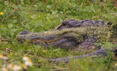 Floride alligator