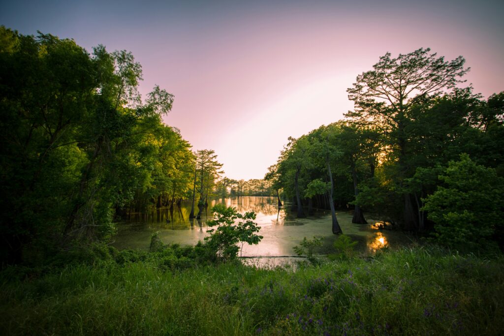 Louisiane bayous