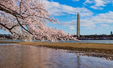 Cerisiers en fleurs au bord de l'eau à Washington DC, avec le Monument sous un ciel bleu.