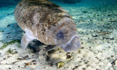 Lamantins Floride Crystal River