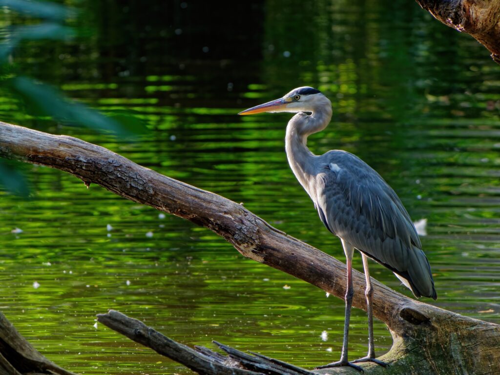 Héron Everglades Floride