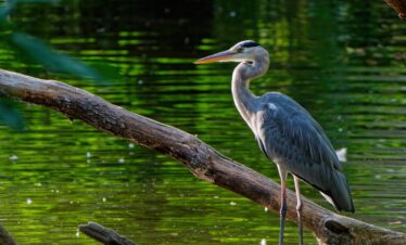 Héron Everglades Floride