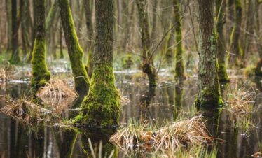 L'appel du voyage | sur les routes de floride et de louisiane : plages et crocodiles