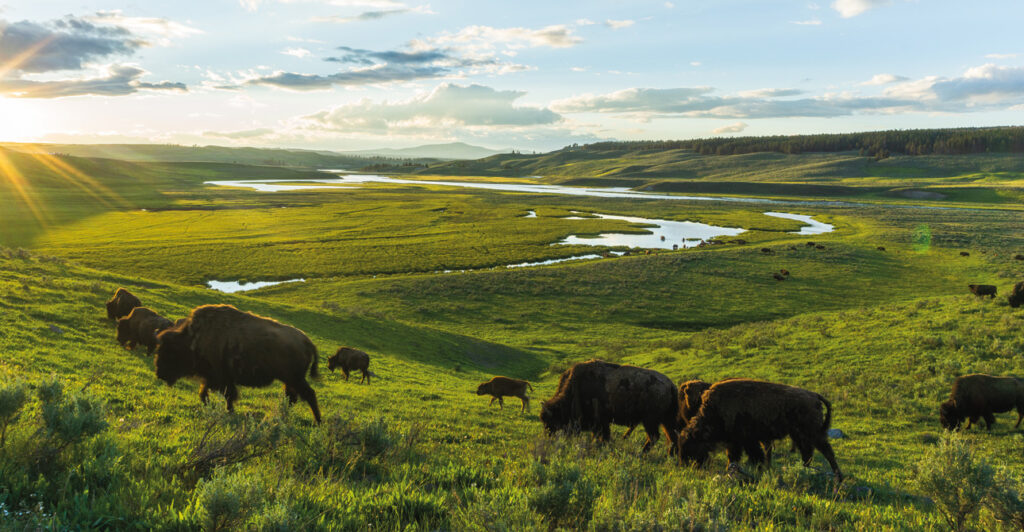 Troupeau de bison à Yellowstone golden hour