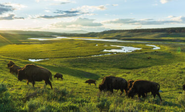 Troupeau de bison à Yellowstone golden hour