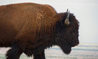 L'appel du voyage | voyage dans le far west : de denver à yellowstone