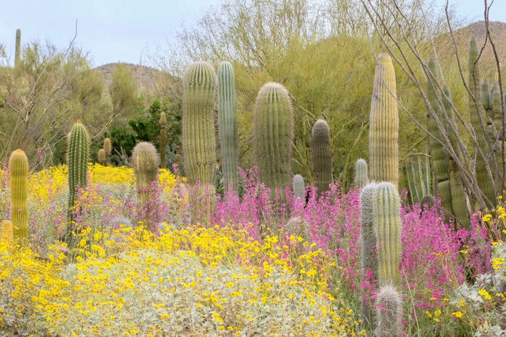 Arizona cactus au printemps