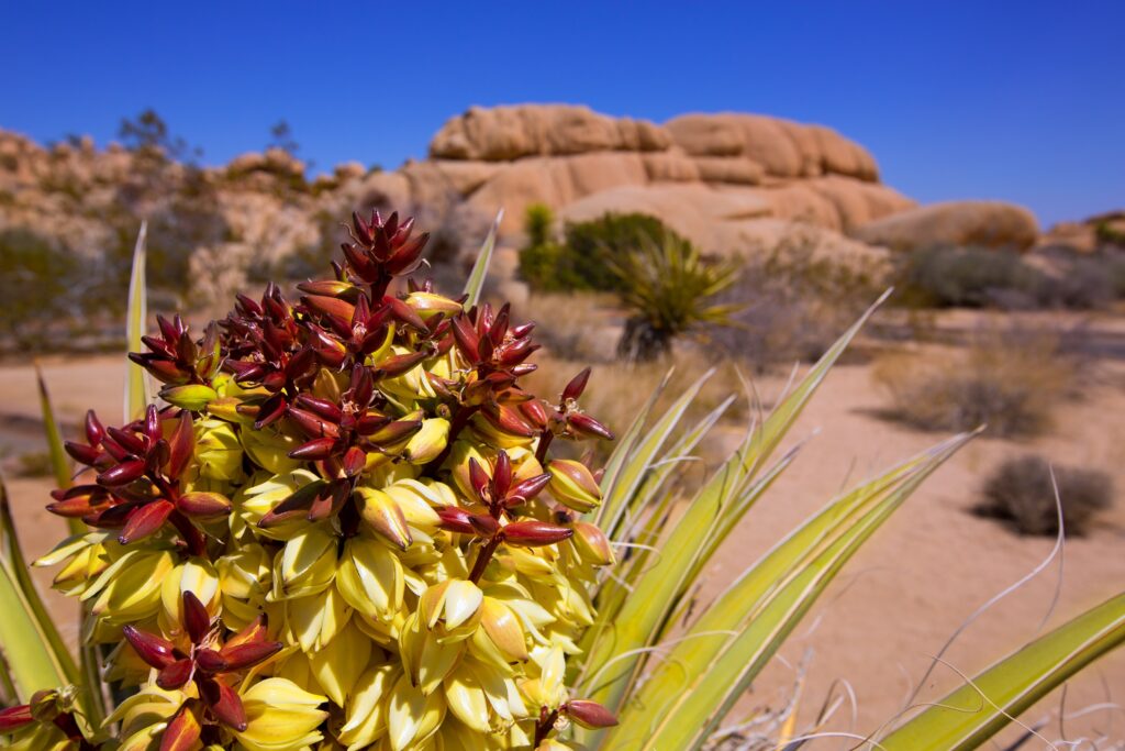 Joshua Tree National Park au printemps