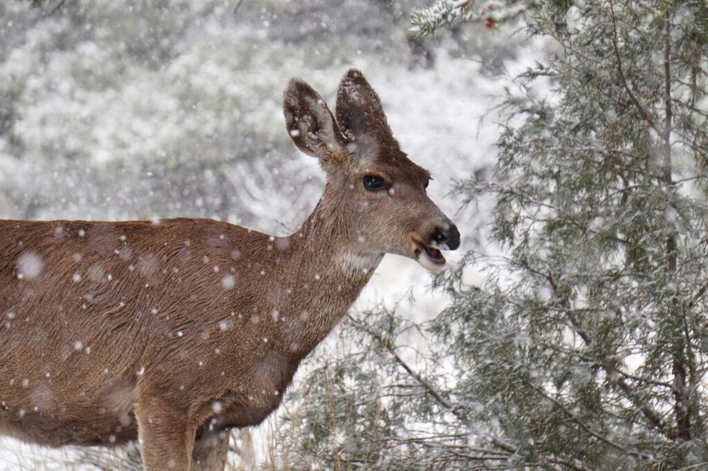 La faune dans les parcs en hiver sous la neige