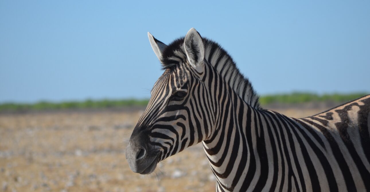Namibie : le plus beau des safaris
