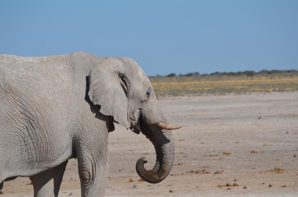 namibie elephant tosha safari