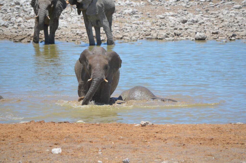 Namibie safari elephant