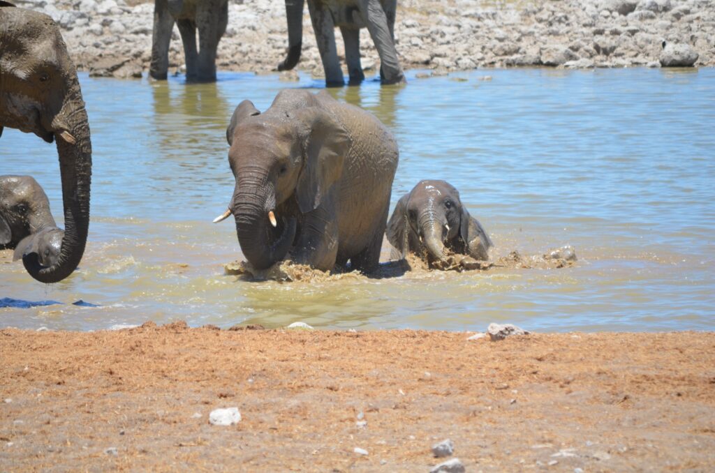 Namibie Road Trip Elephant Etosha