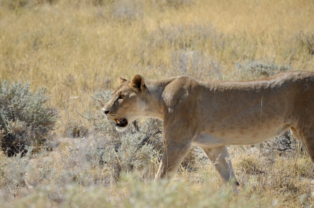 Namibie safari lion