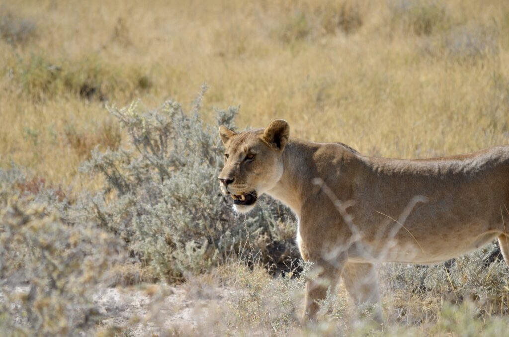 Namibie Lion