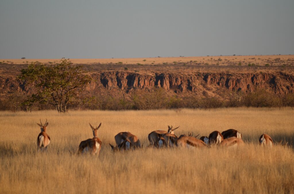 Namibie Grootberg Faune