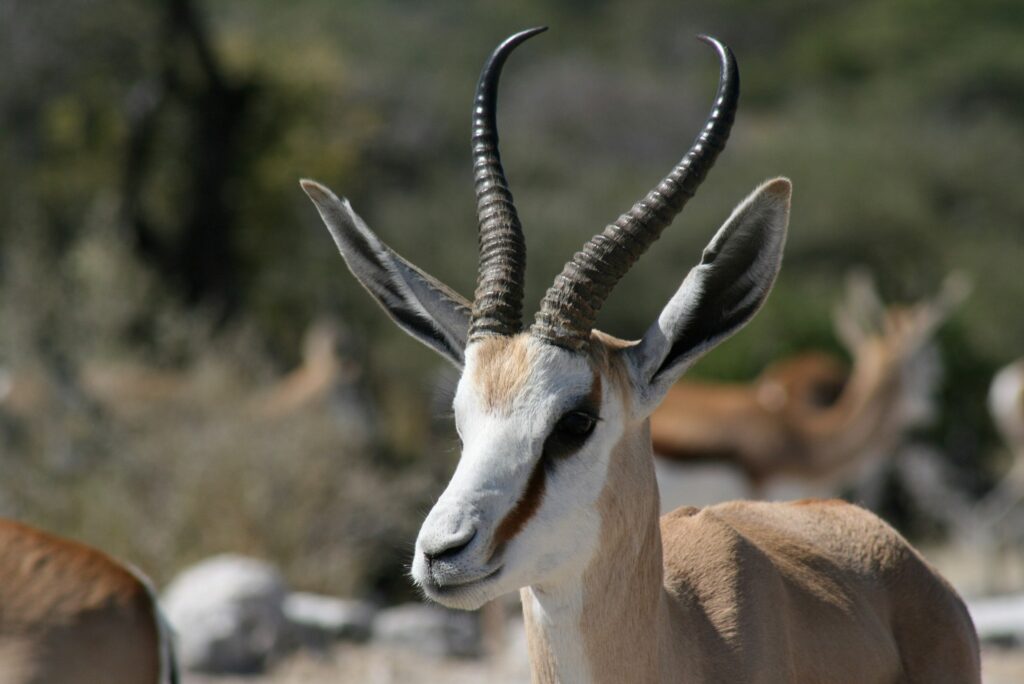 Namibie Faune