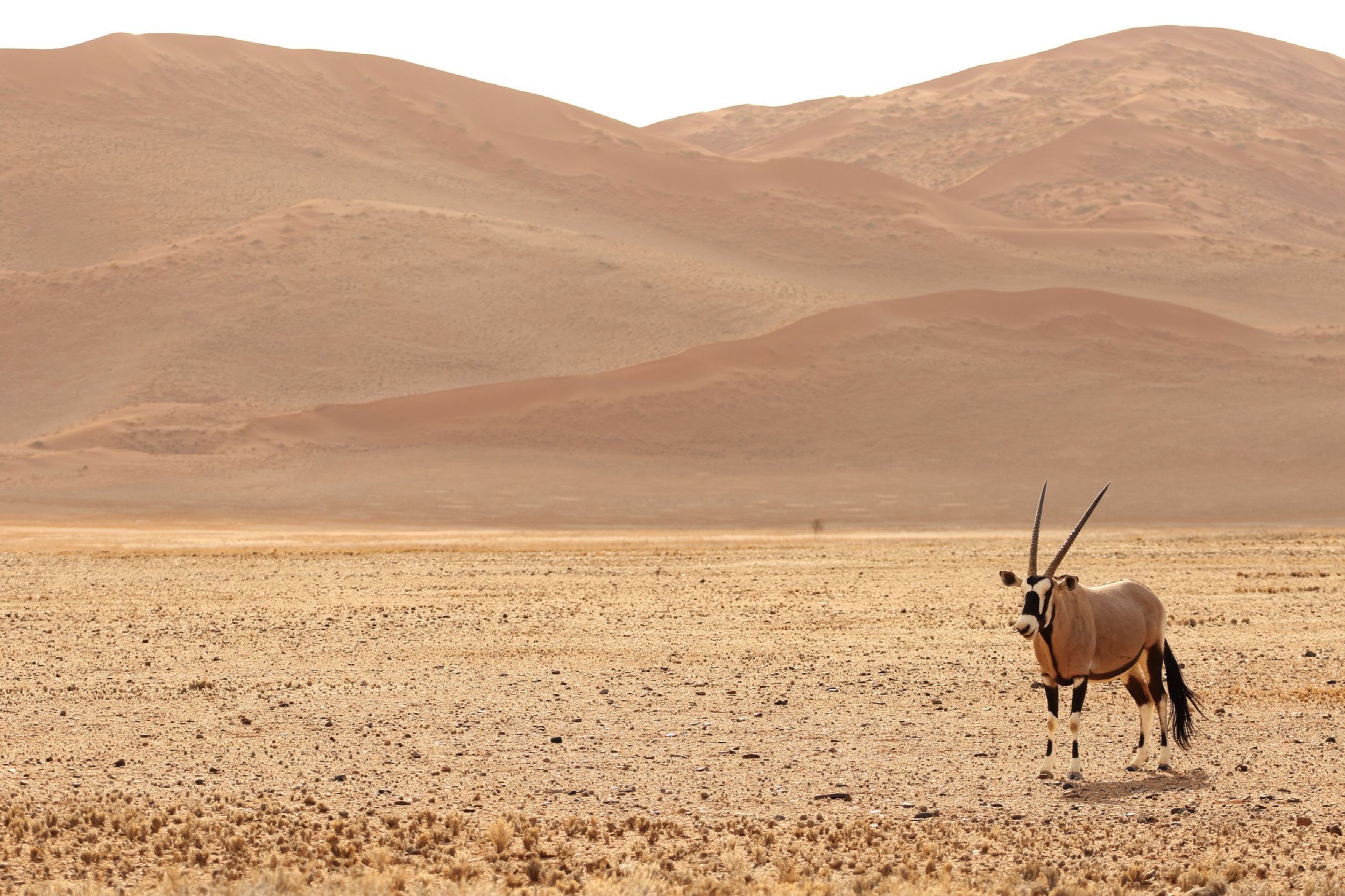 Safari Namibie Antelope