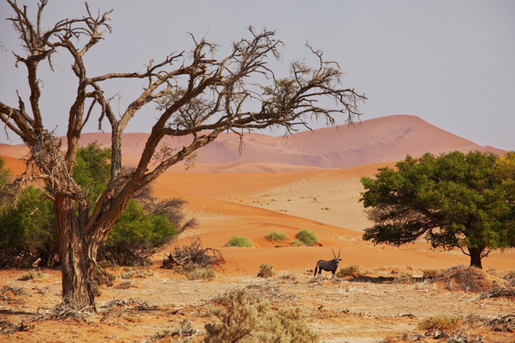 Namibie Sossusvlei