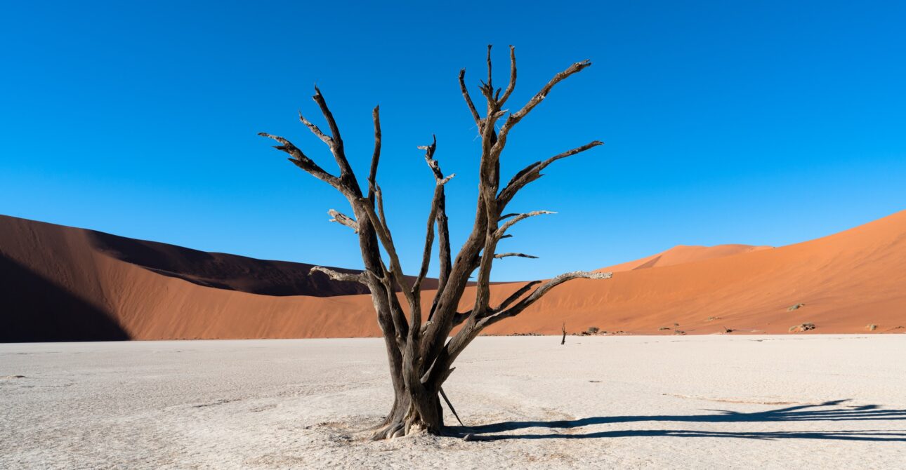 Pourquoi partir en Namibie : dunes, désert et safaris