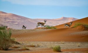 Namibie Sossusvlei