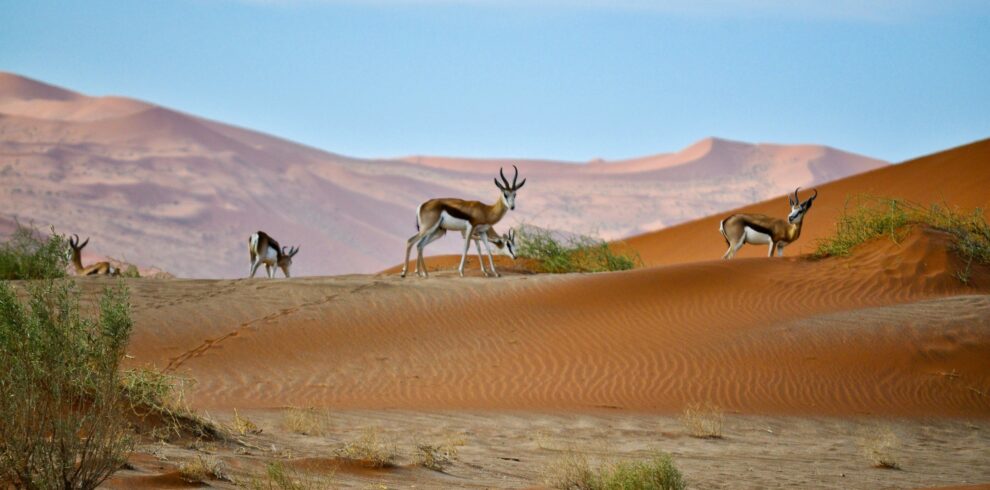 Namibie Sossusvlei
