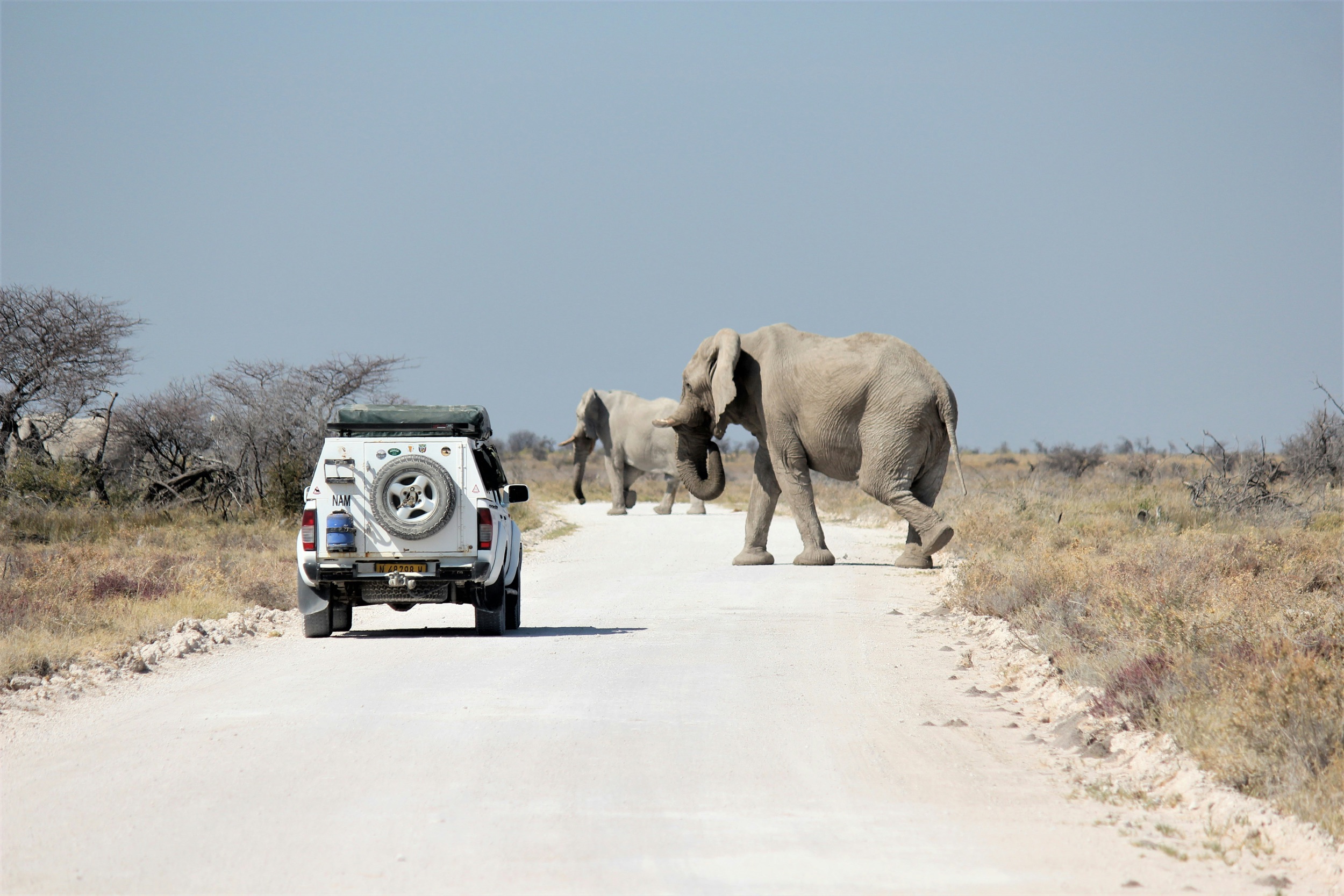 Namibie Etosha Elephant