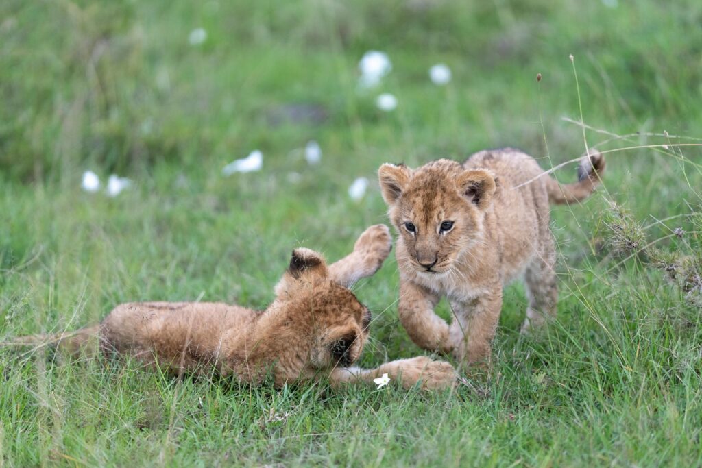 Lionceau en Namibie - bande de Caprivi